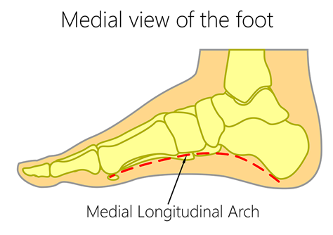Medial view of the foot showing medial longitudinal arch